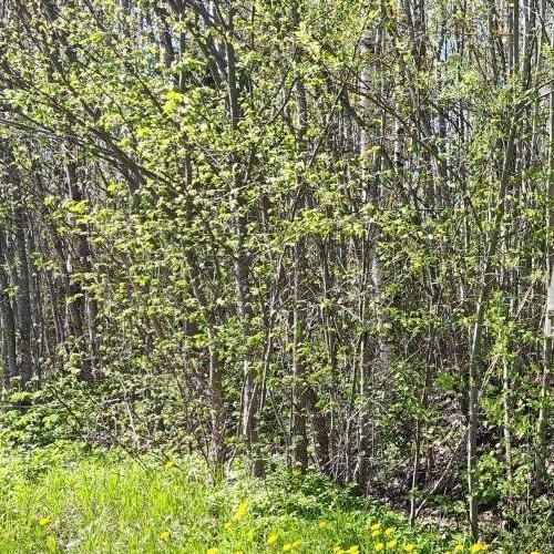 Земельный участок Надежда ТСН,  д. 490