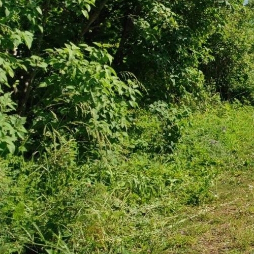 Коттедж/дом д. Павлово, 1