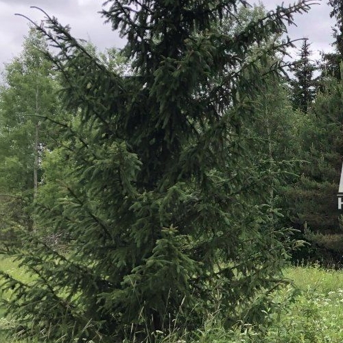 Коттедж/дом пос. Яркое, улица Фарфоровая, 13