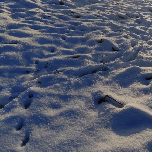 Земельный участок д. Старые Низковицы, улица Центральная