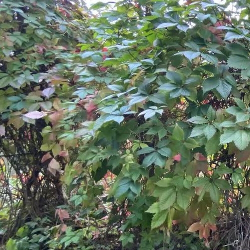 Коттедж/дом Солнечный СНТ, улица 28-я