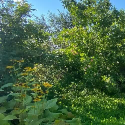 Коттедж/дом Пупышево садоводческий массив, Автомобилист СНТ, 7-я линия