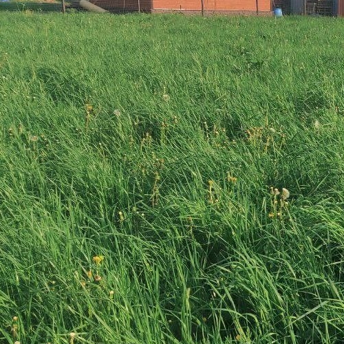 Коттедж/дом пос. Молодцово, улица Дружная,  д. 4