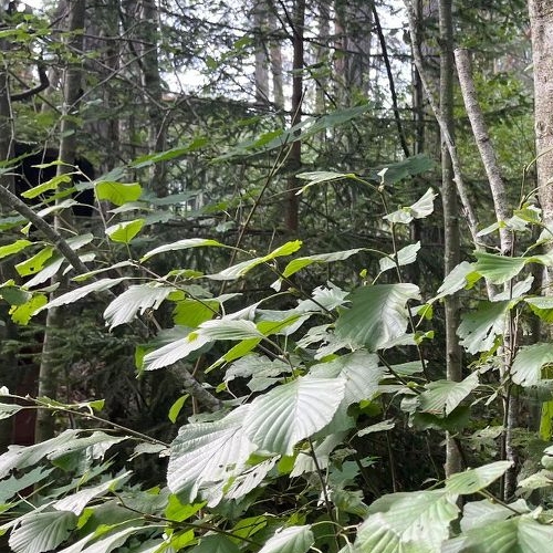 Земельный участок Орехово-Южный дачный потребительский кооператив, улица Дачная