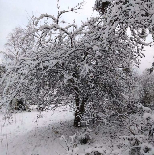 Земельный участок Бригадное, Бригадное п.