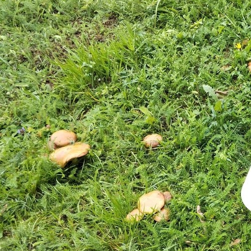 Коттедж/дом Б мкр, д. Сюрья, 3