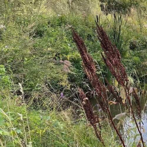 Коттедж/дом д. Витка, 36