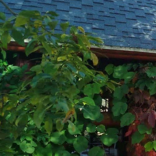 Коттедж/дом Волховский мкр, д. Кисельня, 6