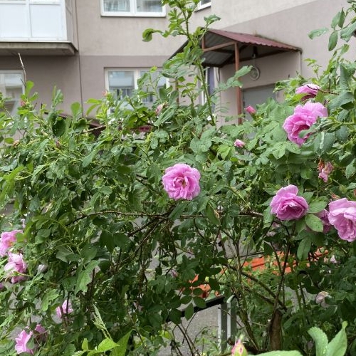 2-комн квартира Колпино, шоссе Вознесенское, 49к2