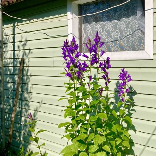 Коттедж/дом Захожье-2 садоводческий массив, Захожье-2 СНТ