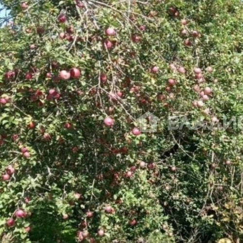 Земельный участок Красное Село, Дружба СНТ, 15-я линия, 10