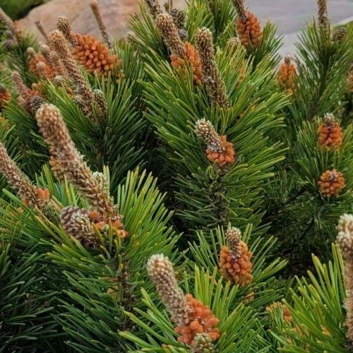 Земельный участок Гатчина Гарденс ЖК, д. Красницы