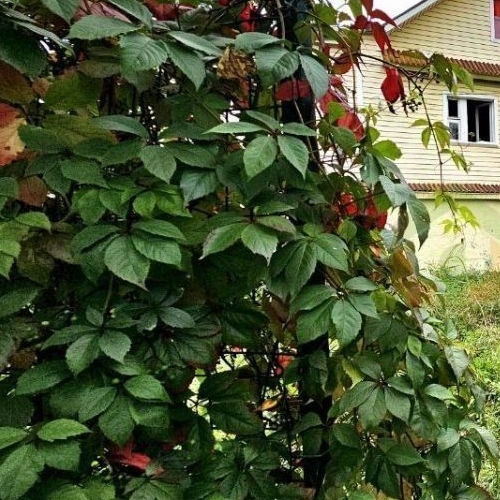 Коттедж/дом д. Горная Шальдиха, улица Сиреневая