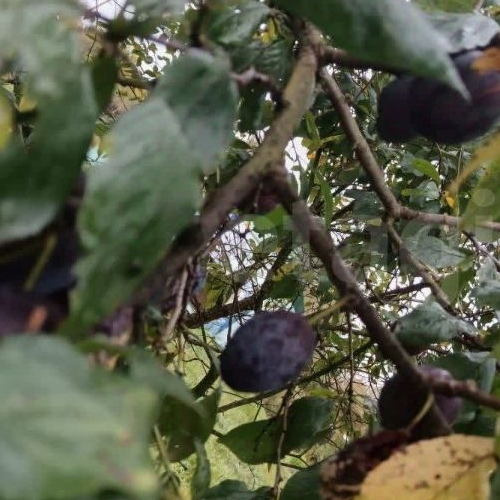 Коттедж/дом Посадников остров садоводческий массив, Флора СНТ, 17-я линия