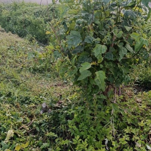 Земельный участок Торики-2 СНТ, улица Дачная