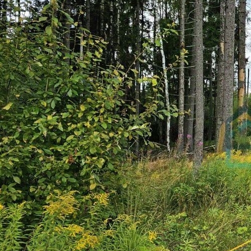 Земельный участок Сертолово, Медное Озеро-3 СНТ, улица Солнечная