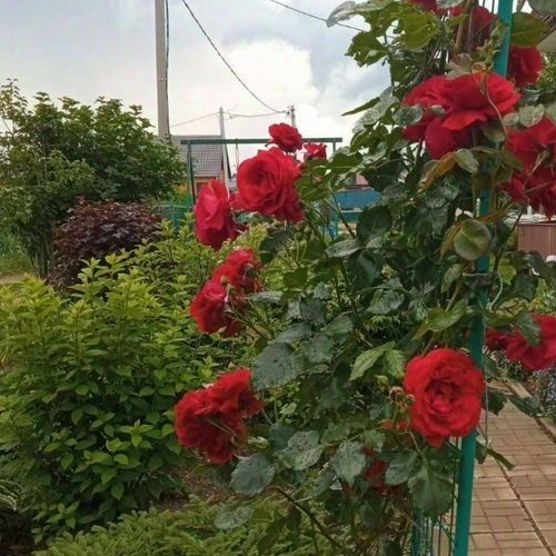 Коттедж/дом Лесное кп, Сосновый Бор