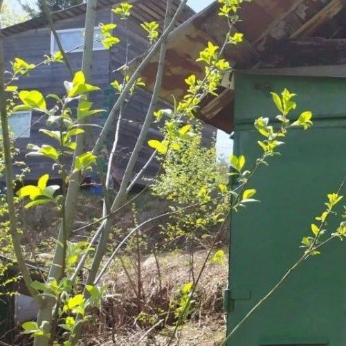 Коттедж/дом Новожилово массив, Орехово СНТ