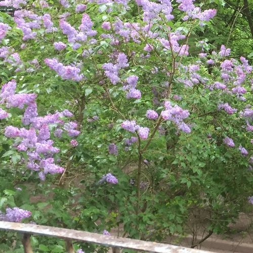 2-комн квартира Черная Речка мкр, Сертолово, 13