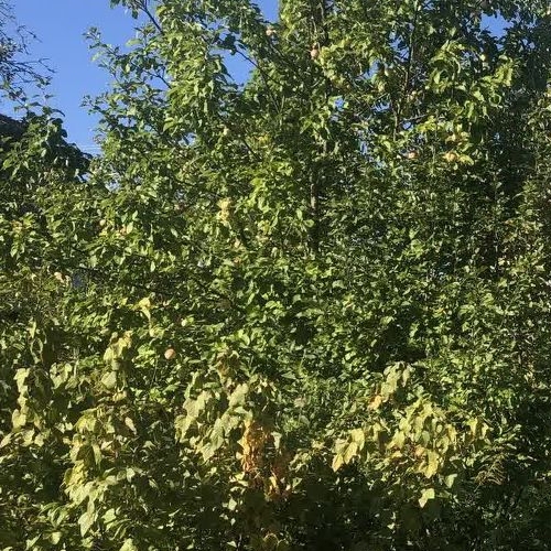 Коттедж/дом Гвоздика СНТ, улица 10-я