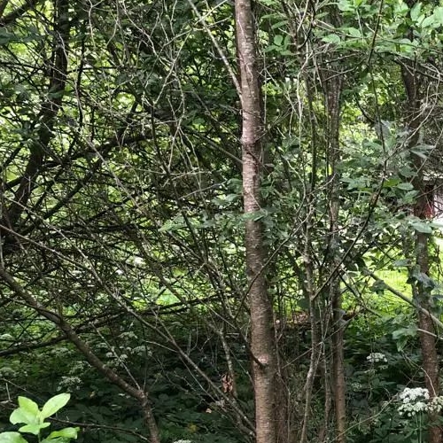 Коттедж/дом Южное СНТ, улица 1-я Садовая,  д. 161