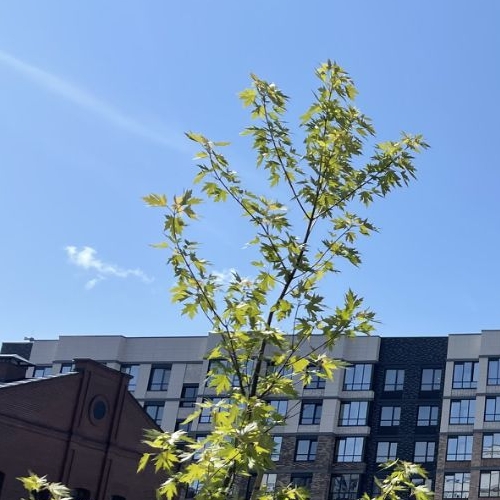 Студия проспект Обуховской обороны, 36