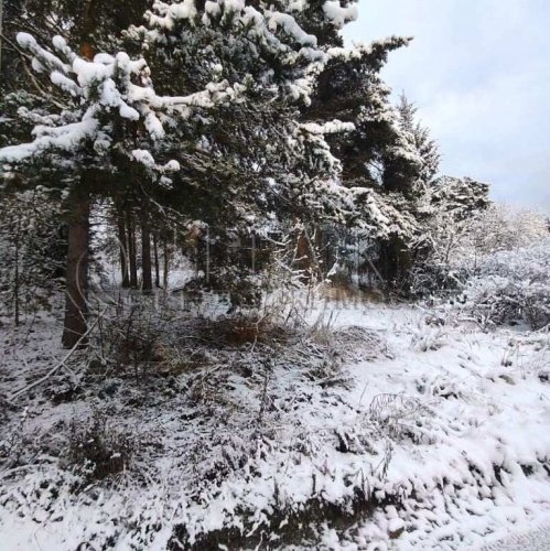 Земельный участок Бригадное, Бригадное п.