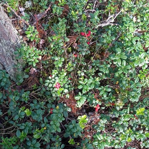 Коттедж/дом пос. Кротово, переулок Березовый