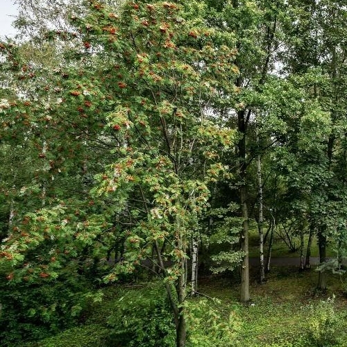 3-комн квартира Софийская улица, 45К1