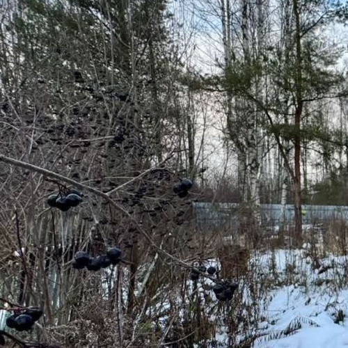 Земельный участок Борисова Грива садоводческий массив, Фурнитура СНТ, 1-я линия