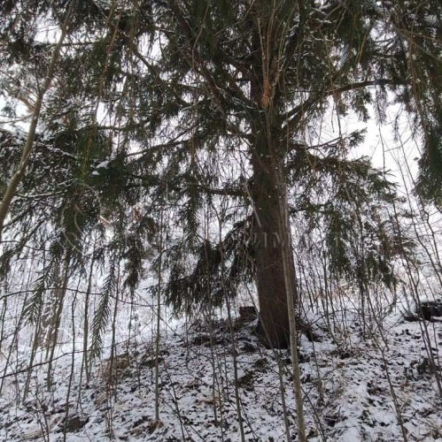 Земельный участок Бригадное, Бригадное п.