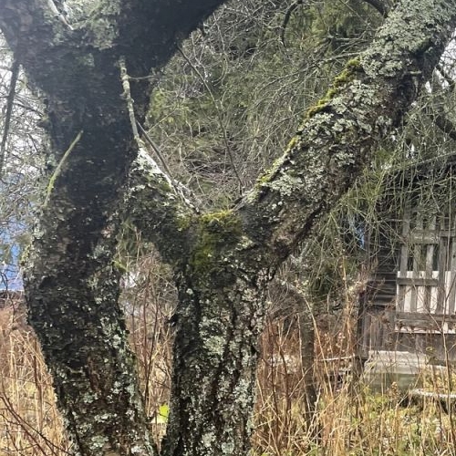 Земельный участок Усть-Славянка тер., улица Заводская, 31