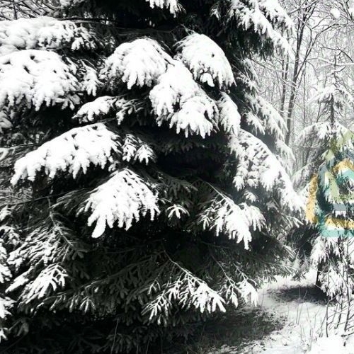 Земельный участок д. Агалатово, улица Кленовая, 3В