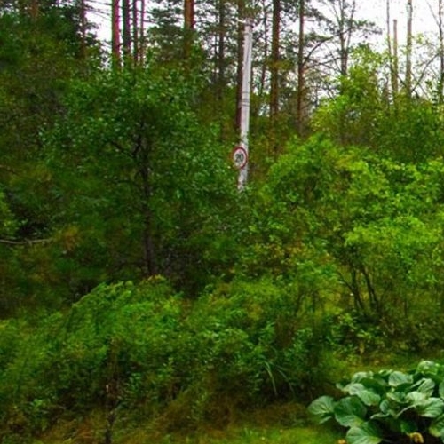 Коттедж/дом Сестрорецк