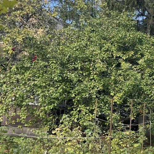 Коттедж/дом СНТ Плес-1 массива Рубеж дп,  д. 210