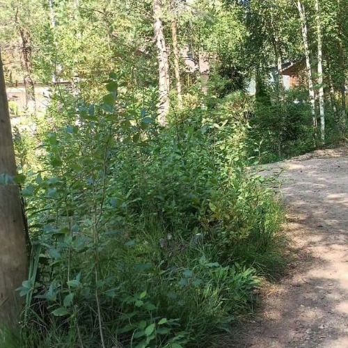 Земельный участок Карелия СНТ, улица Лесная