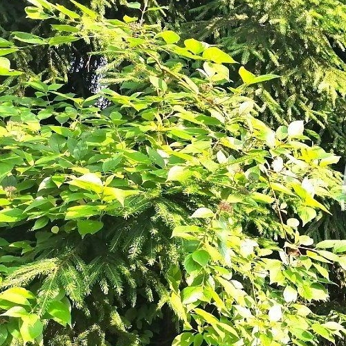 Коттедж/дом Новожилово массив, Орехово СНТ