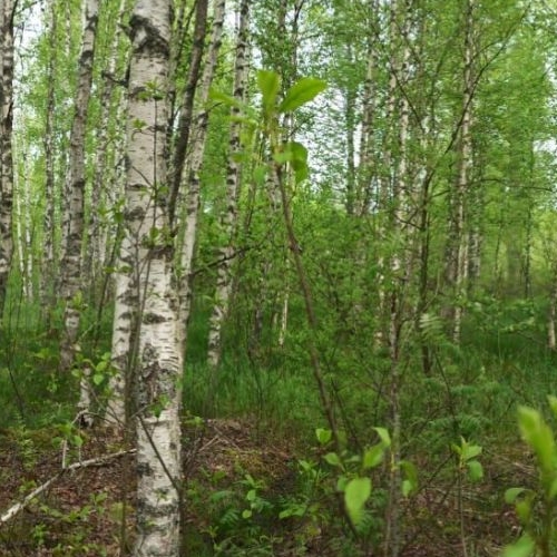 Земельный участок Карелия СНТ, улица Лесная