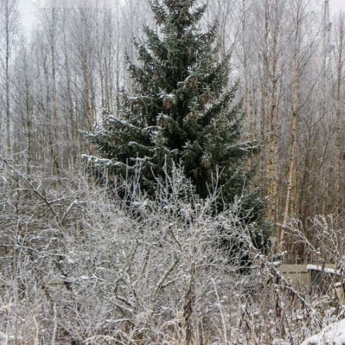 Земельный участок д. Капитолово, 52