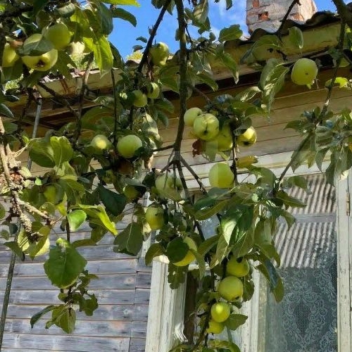 Коттедж/дом Восход садоводческий массив, Петрокрепость СНТ, 14-я линия, 274