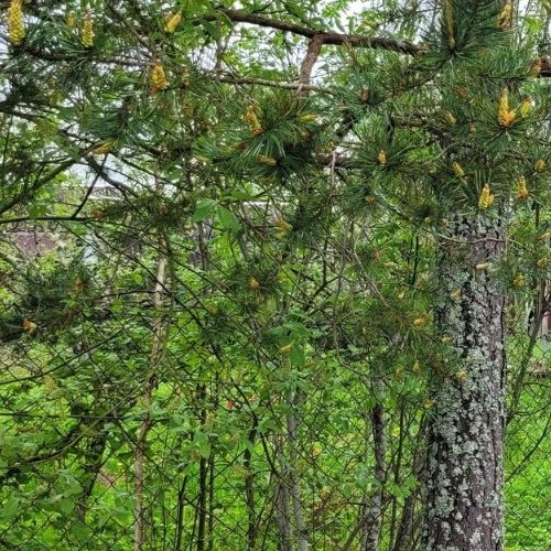 Коттедж/дом Мшинская садоводческий массив, Березка СНТ, улица Центральная