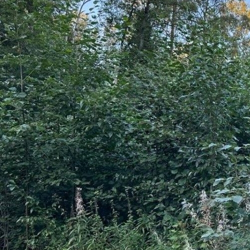 Земельный участок Сосновый СНТ,  д. 186