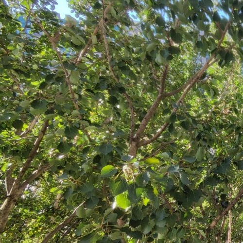 1-комн квартира Комендантский проспект, 29К1