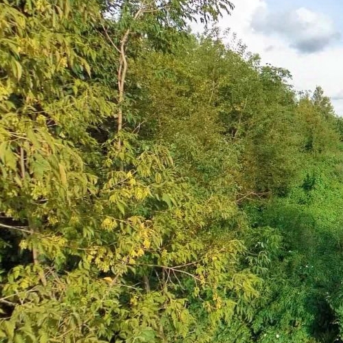 Земельный участок Лесопромышленный Комбинат Ленметростроя СНТ