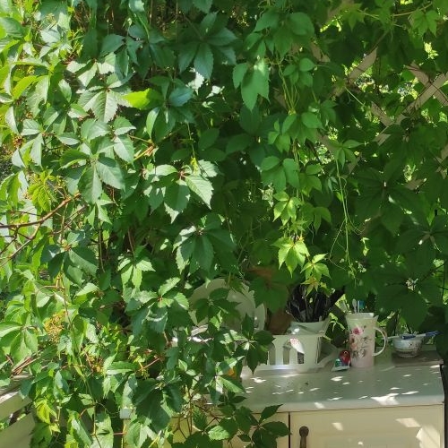 Коттедж/дом Мшинская садоводческий массив, Рассвет-2 СНТ,  д. 8