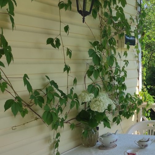 Коттедж/дом Мшинская садоводческий массив, Рассвет-2 СНТ,  д. 8