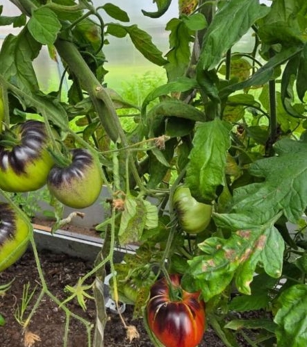 Коттедж/дом Новинка садоводческий массив, София СНТ