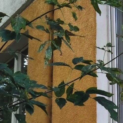 Комната улица Карпинского, 38К2