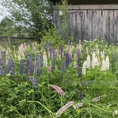 Коттедж/дом пос. Владимировка, улица Лесная, 1