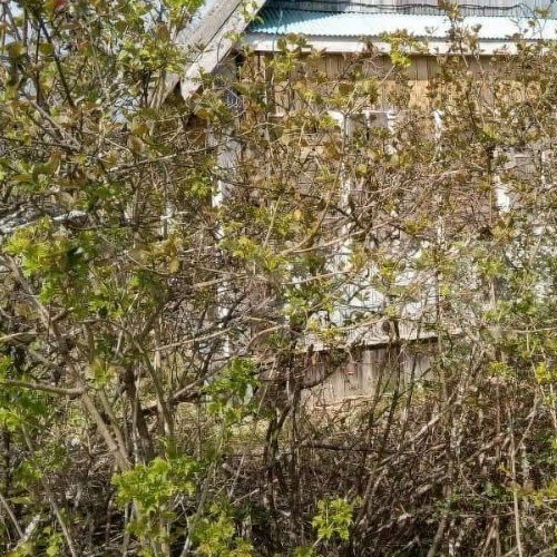 Коттедж/дом Чайка СНТ, улица 9-я, 21